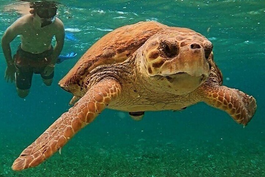 seeing turtles while snorkeling