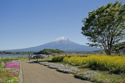 One Day Private Tour of Mt Fuji with English Speaking Driver