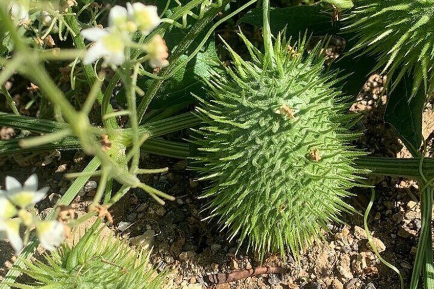 Wild Cucumber