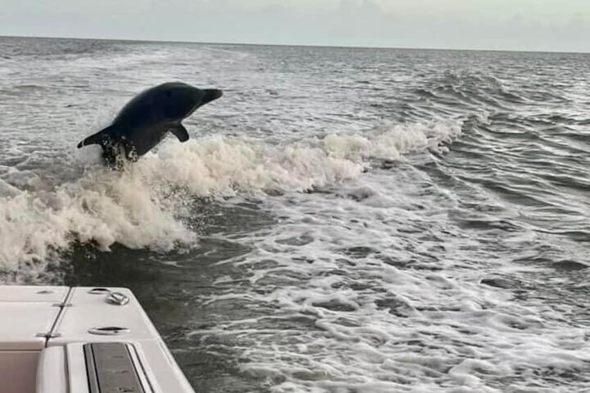2.5 Hour Private Sunset Cruise in 10,000 Islands Naples, FL