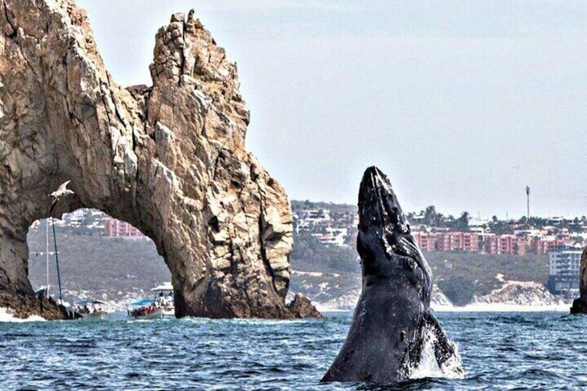 The Arch view from the Pacific Ocean and a humpback whale (just in season)