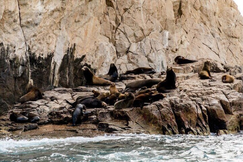 Sea lions reserve