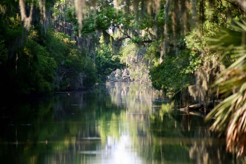 Picture 10 for Activity New Orleans: Swamp Tour on Covered Pontoon Boat
