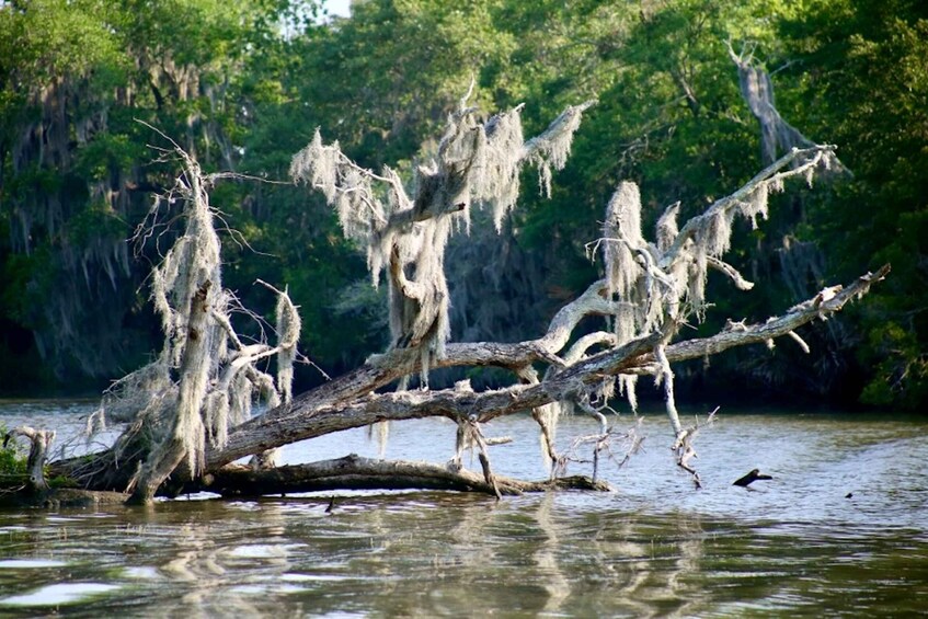 Picture 5 for Activity New Orleans: Swamp Tour on Covered Pontoon Boat