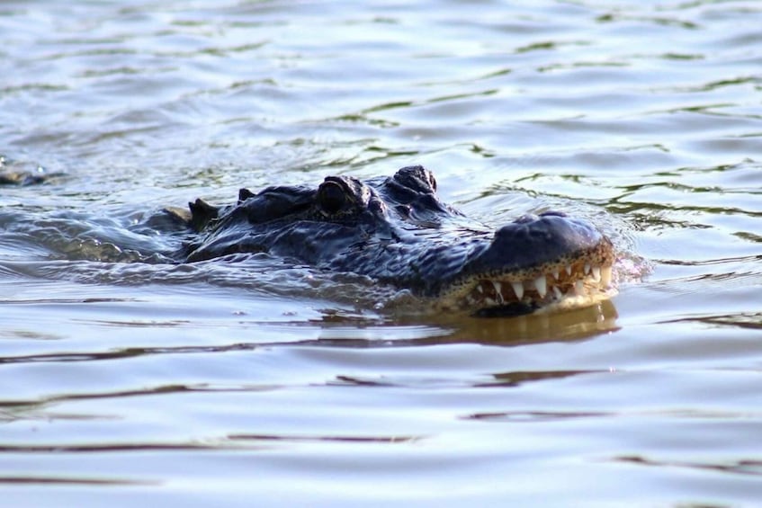 Picture 1 for Activity New Orleans: Swamp Tour on Covered Pontoon Boat