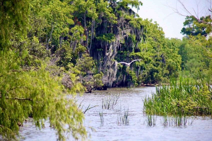 Picture 2 for Activity New Orleans: Swamp Tour on Covered Pontoon Boat