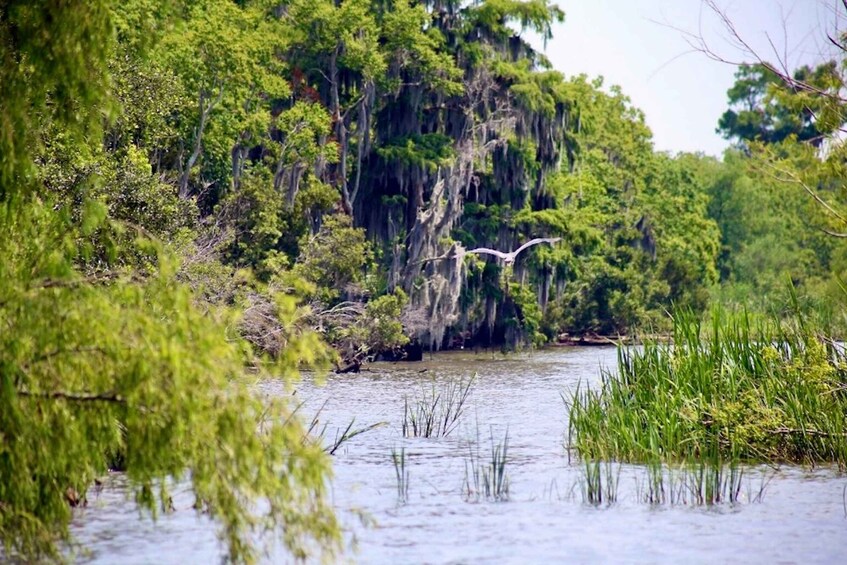 Picture 2 for Activity New Orleans: Swamp Tour on Covered Pontoon Boat