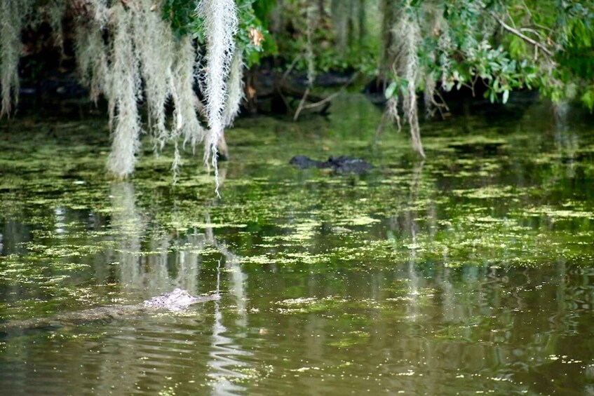 Picture 11 for Activity New Orleans: Swamp Tour on Covered Pontoon Boat