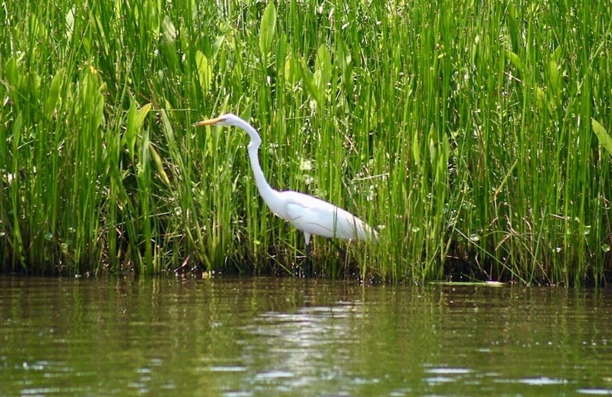 Picture 6 for Activity New Orleans: Swamp Tour on Covered Pontoon Boat