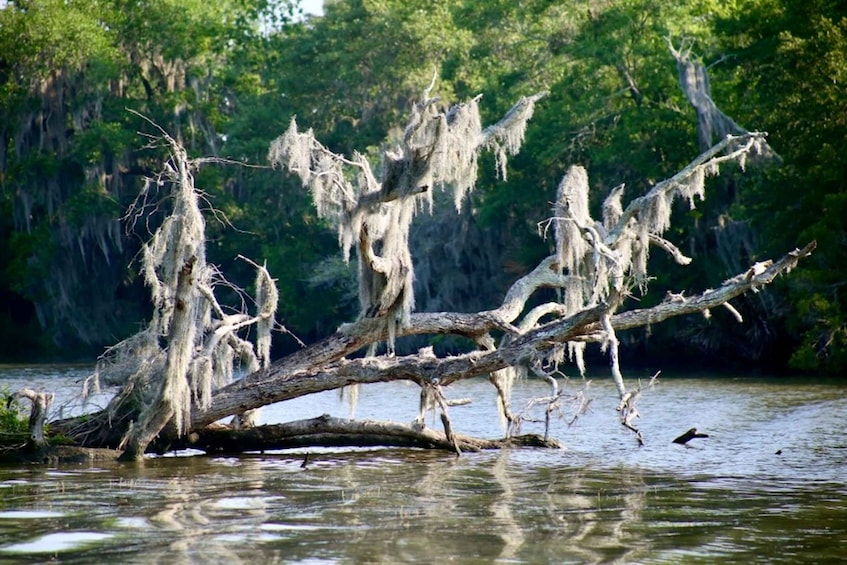 Picture 5 for Activity New Orleans: Swamp Tour on Covered Pontoon Boat