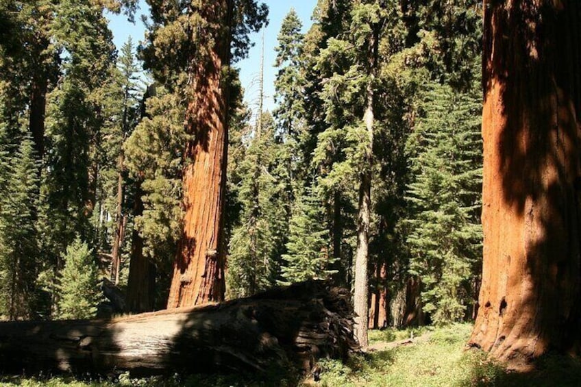 Private Day Tour from San Jose in Yosemite Natural Park