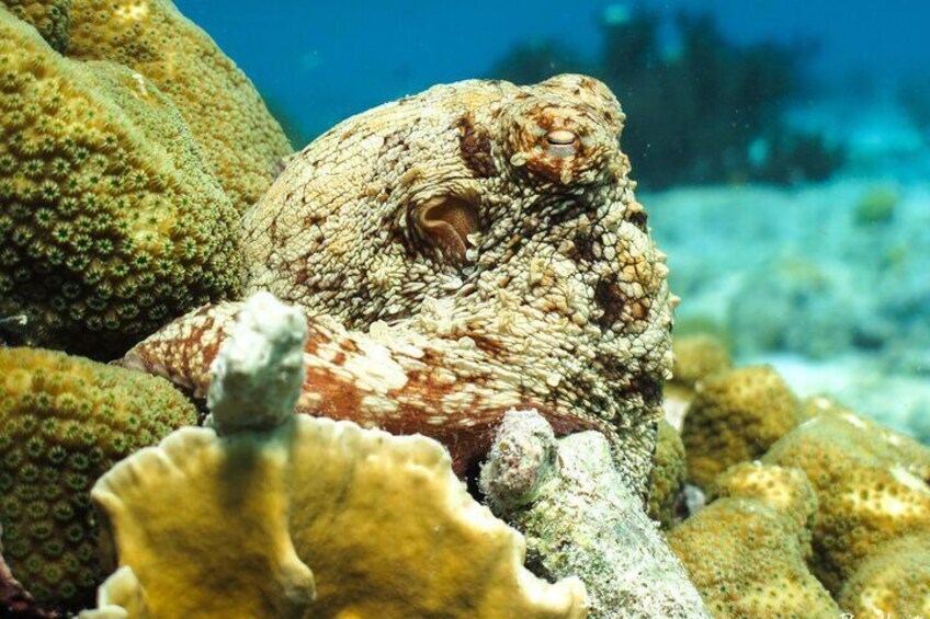 Luxury snorkel trip on a spacious wooden schooner and local lunch