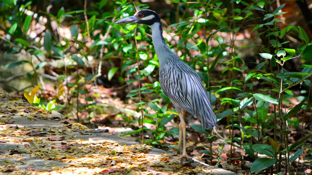 Show item 2 of 5. Large bird on tour of Grand Bahamas