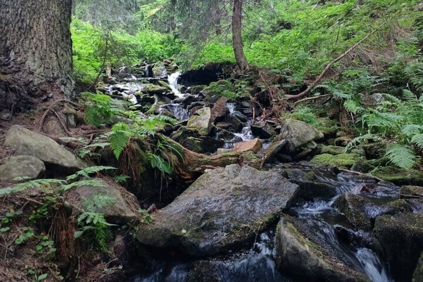 One of streams in the Babia Góra National Park