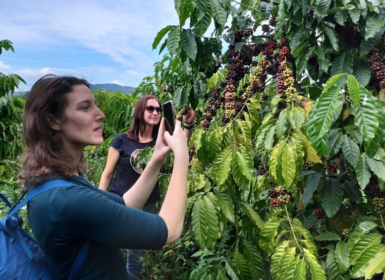 Picture 3 for Activity Coffee - Wine - Tea Da Lat's Agricultural Treasures Tour