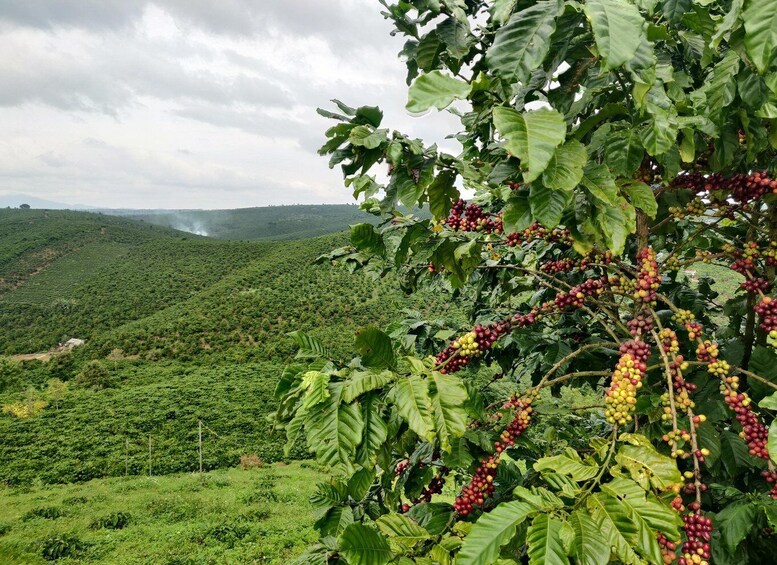 Picture 12 for Activity Coffee - Wine - Tea Da Lat's Agricultural Treasures Tour