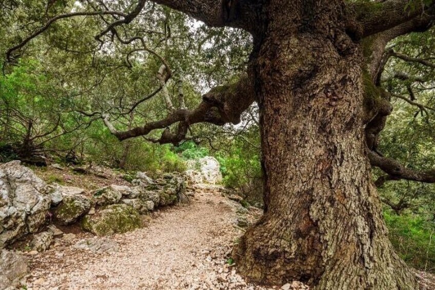 Full Day Guided Trekking Tour To Cala Goloritzè