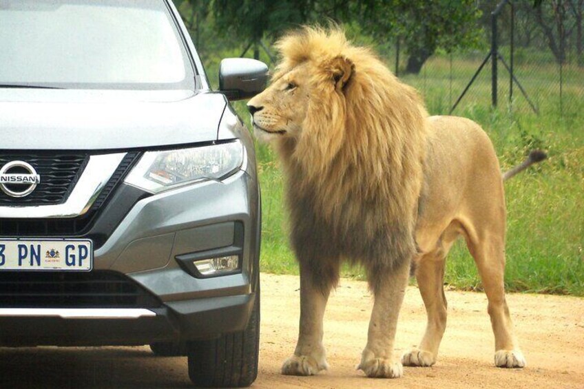 Driving through the lion park and a lion looks into the car window