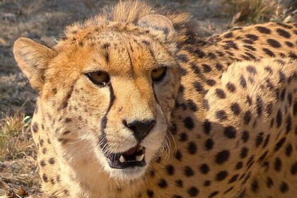 Cheetah + Wild dog Sanctuary, Tribal Dance Lunch + Lion Park