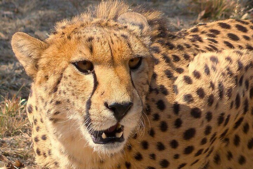 Cheetah + Wild dog Sanctuary, Tribal Dance and Food + Lion Park