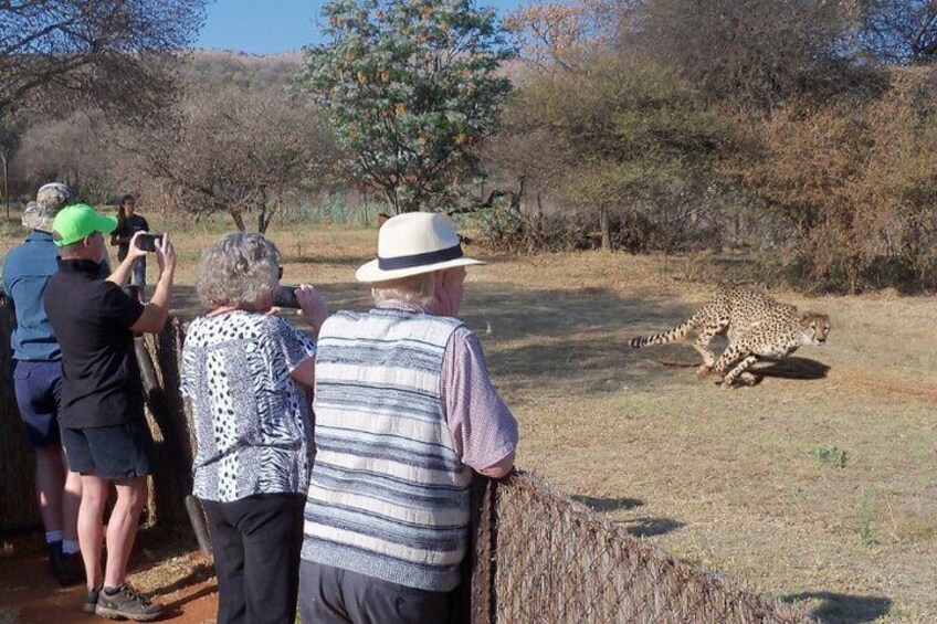 Cheering on the Cheetah run for conservation