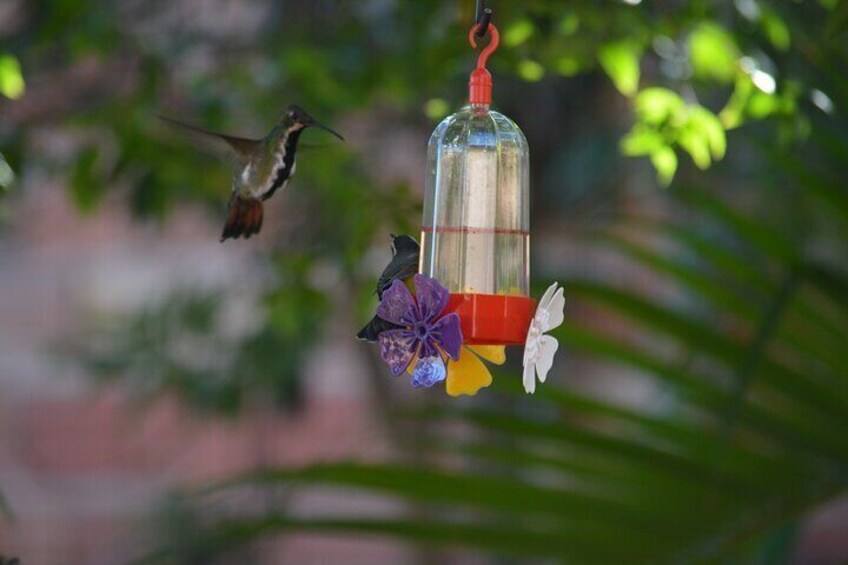 Humming Bird Garden Experience in Iguazu