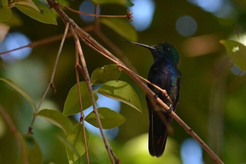 Humming Bird Garden Experience in Iguazu