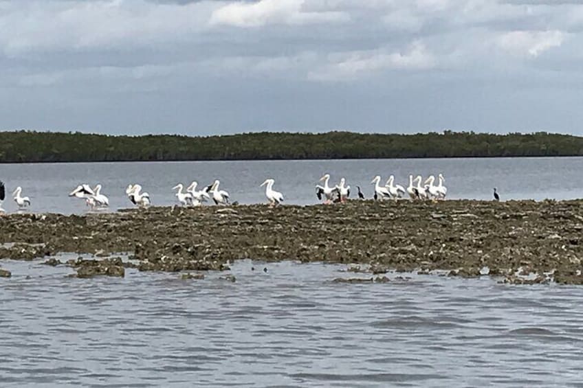 Fast & More Airboat Tour