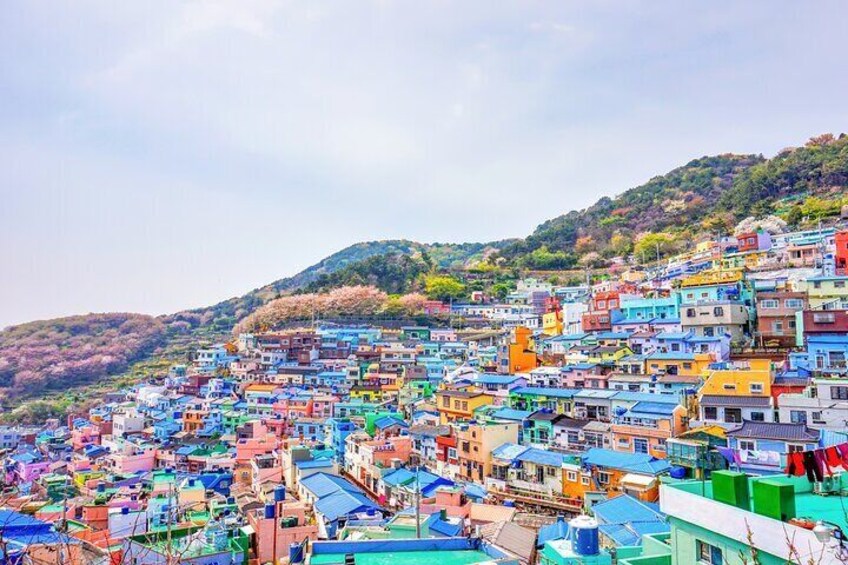 Full Day Private Shore Tour in Busan from Busan Cruise Port