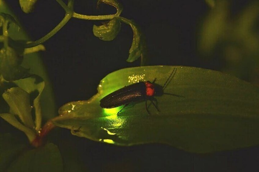 Private Tour Kuala Selangor Firefly including Seafood Dinner
