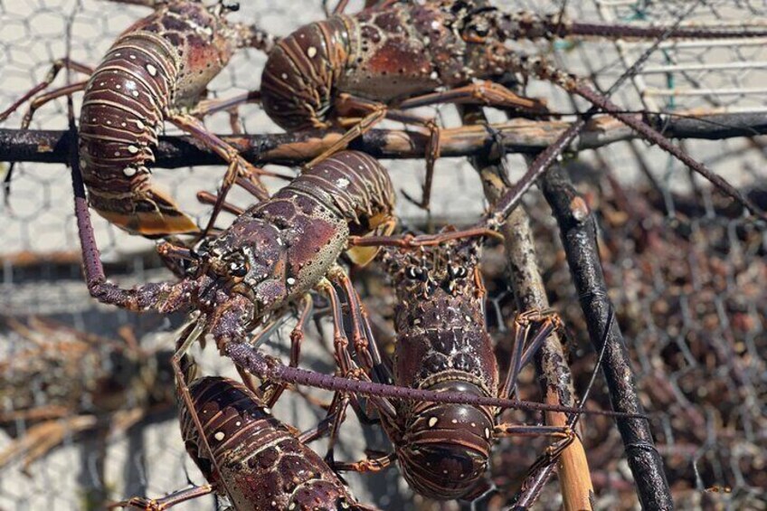 Private Beach In Negril with Lobster For Lunch