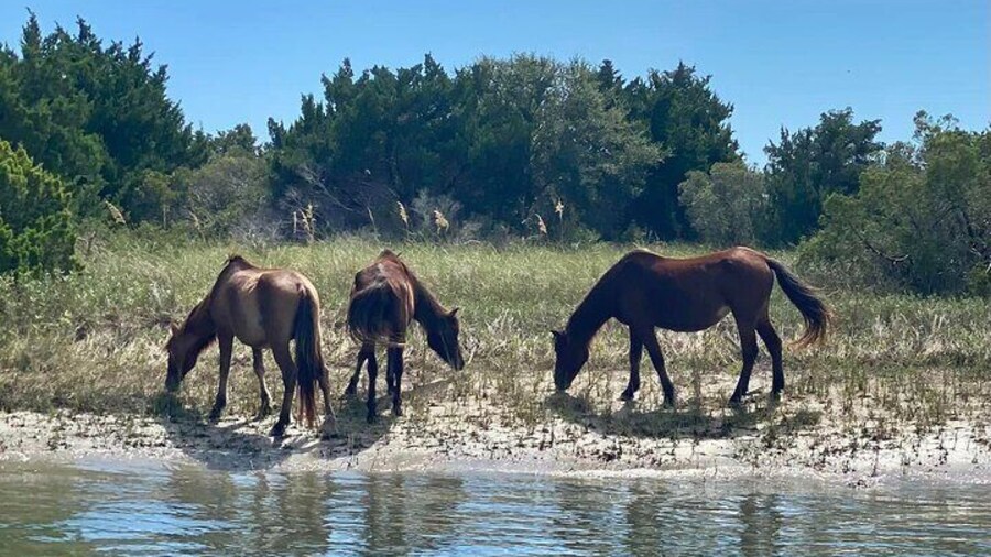 Carrot Island Wild Ponies
