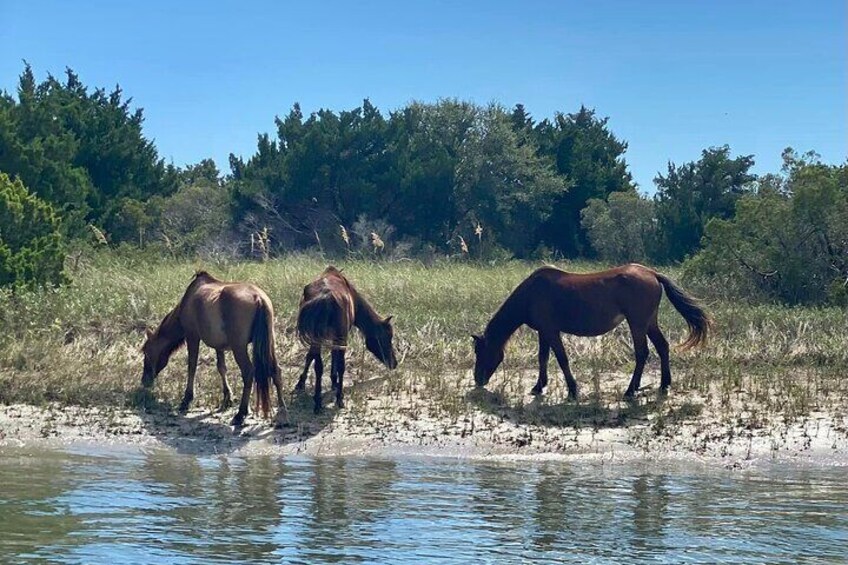 Carrot Island Wild Ponies