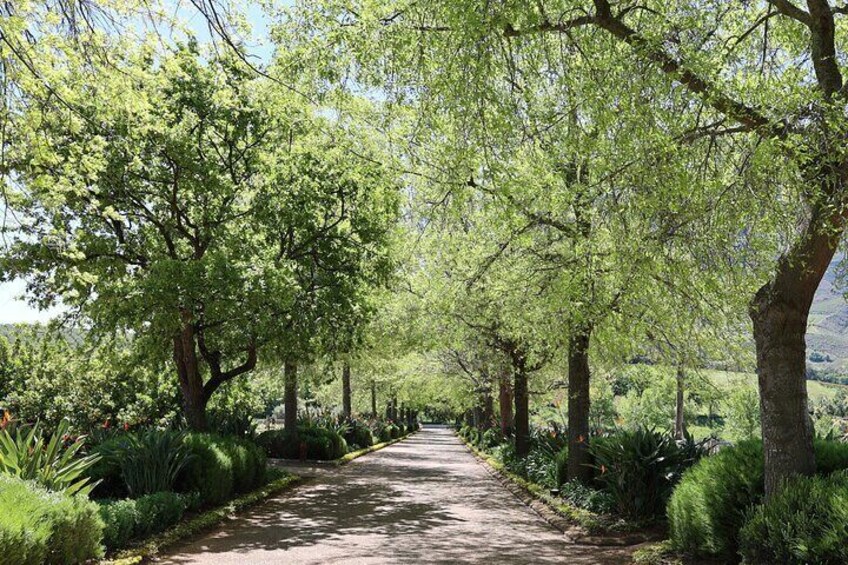 Private Wine Tour Cape Town with Local Guide, Tasting Fees Includ