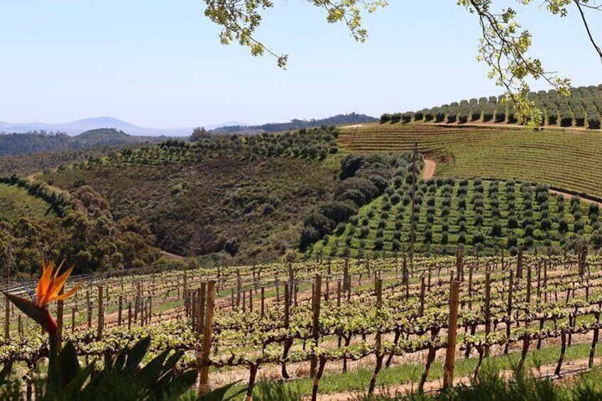 Private Wine Tour Cape Town with Local Guide, Tasting Fees Includ