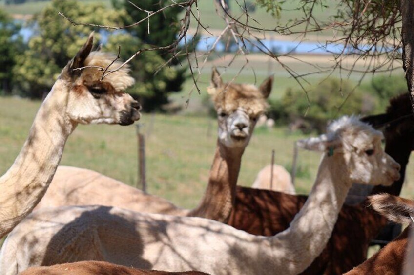 Private Wine Tour Cape Town with Local Guide, Tasting Fees Includ