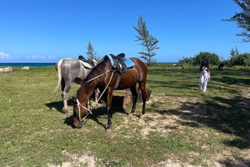 ATV and Horseback Riding in Montego Bay 