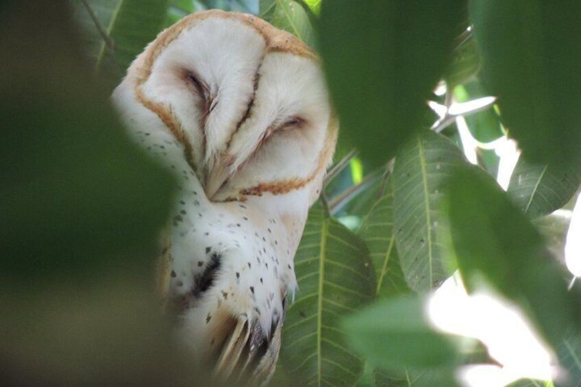 Barn Owl