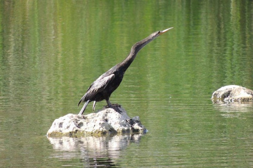 Anhinga