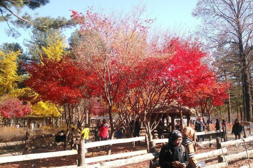 Private Nami island and Railbike Tour