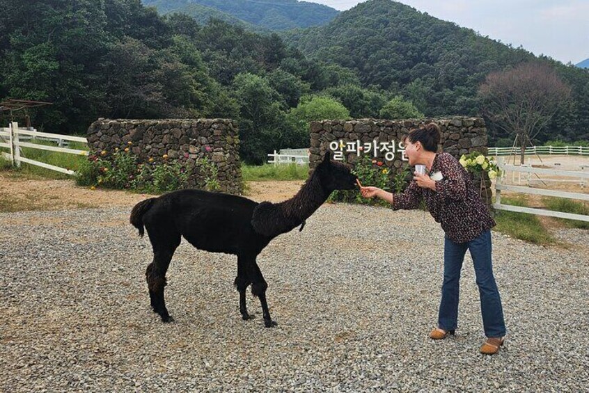 Premium Nami island with Railbike/Morning calm or Alpaca ranch