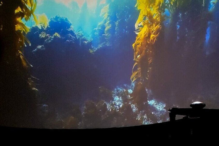Explore Catalina's lush kelp forests.