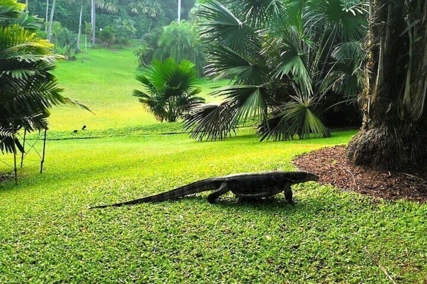 Spot monitor lizards and an abundance of other wildlife at the Botanic Gardens.