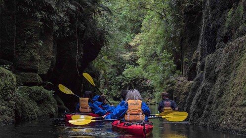 Tauranga: Daytime Scenic Lake McLaren Kayak Tour