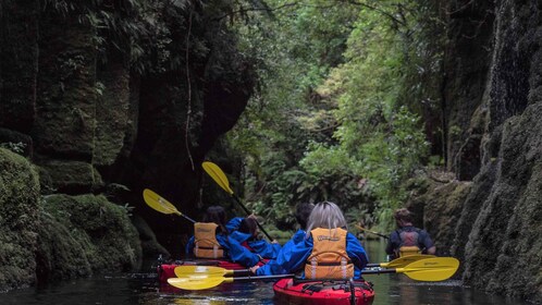 Tauranga: Daytime Scenic Lake McLaren Kayak Tour