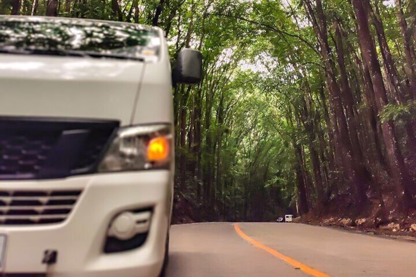 BOHOL Tour 2025 - Chocolate Hills, Tarsier and River Cruise Lunch