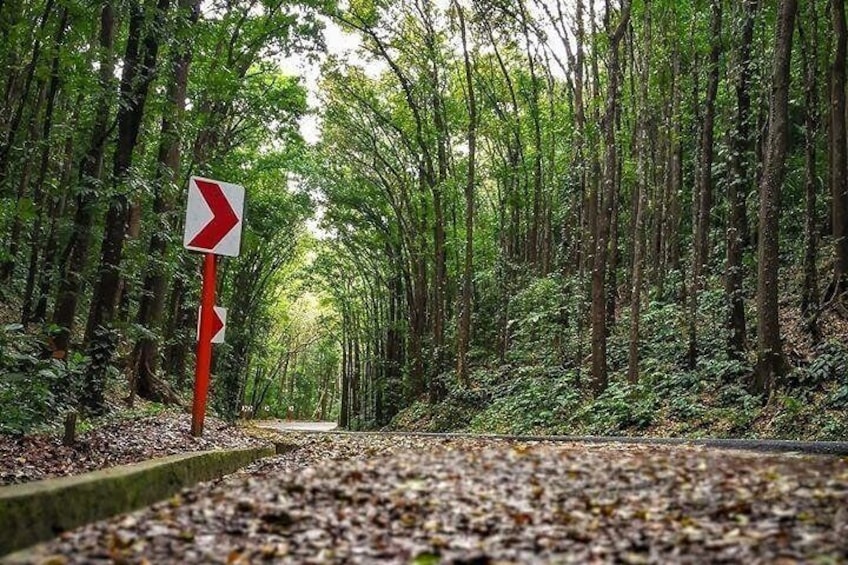 BOHOL Tour - Chocolate Hills, Tarsier and River Cruise (Lunch)