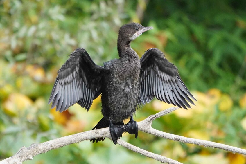 Picture 4 for Activity Skadar Lake: Self-Guided Bird Tour & Kayak Rental