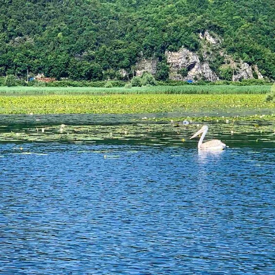 Picture 6 for Activity Skadar Lake: Self-Guided Bird Tour & Kayak Rental