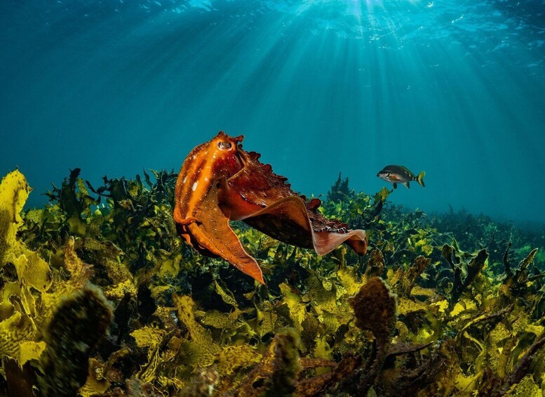 Picture 4 for Activity Discover Scuba Dive at Australia's most Iconic Beach